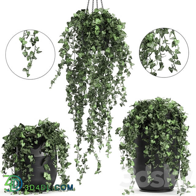 Plant collection 725. 3D Models