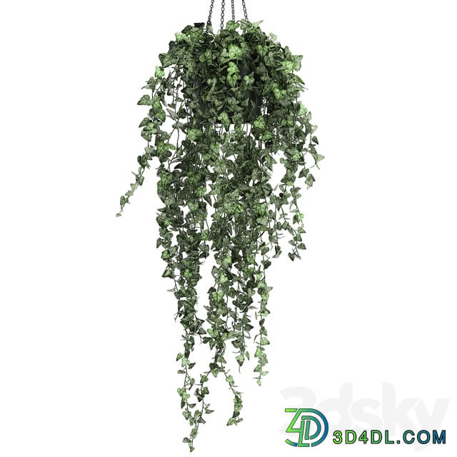 Plant collection 725. 3D Models