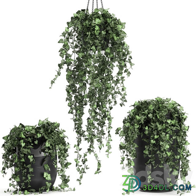 Plant collection 725. 3D Models