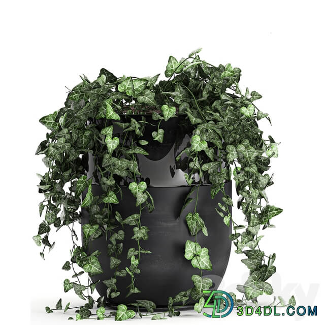 Plant collection 725. 3D Models