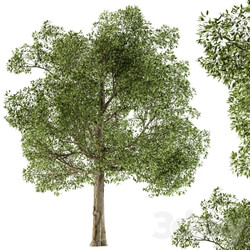 Tree Broadleaf Set 21 