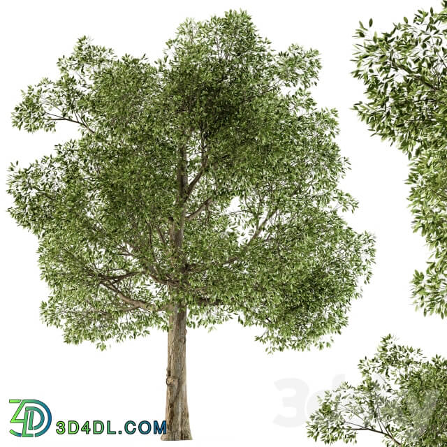 Tree Broadleaf Set 21