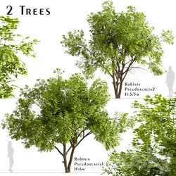 Set of Robinia Pseudoacacia Trees Black Locust 2 Trees  