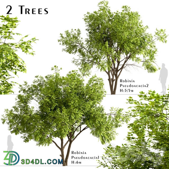 Set of Robinia Pseudoacacia Trees Black Locust 2 Trees 