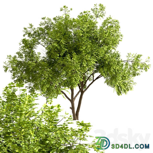 Set of Robinia Pseudoacacia Trees Black Locust 2 Trees 