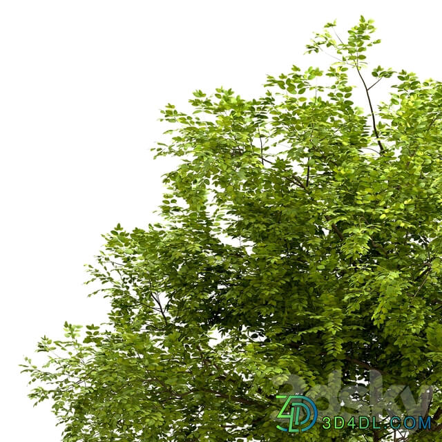 Set of Robinia Pseudoacacia Trees Black Locust 2 Trees 