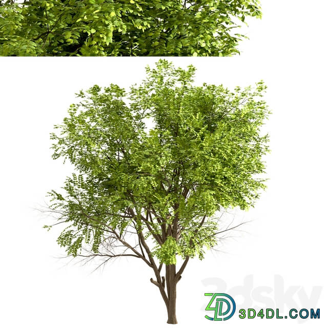 Set of Robinia Pseudoacacia Trees Black Locust 2 Trees 
