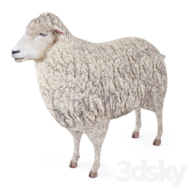 Sheep