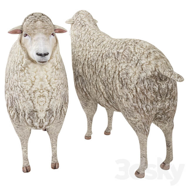 Sheep