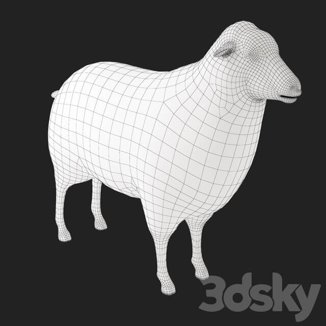 Sheep