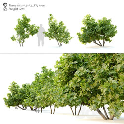 Ficus carica fig tree 2 