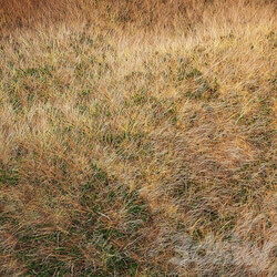 Autumn grass 