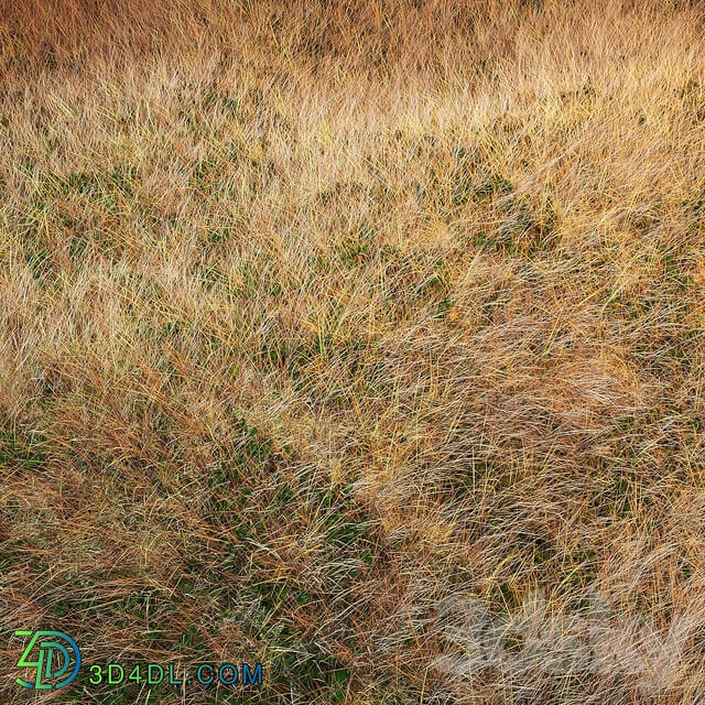 Autumn grass