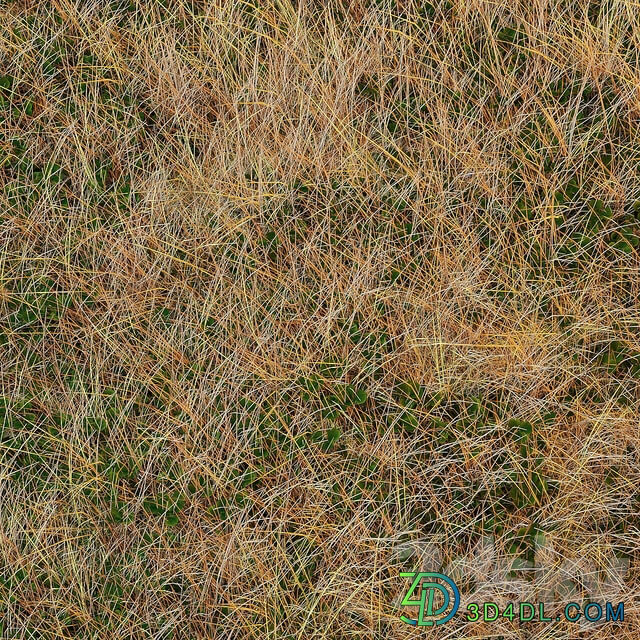 Autumn grass