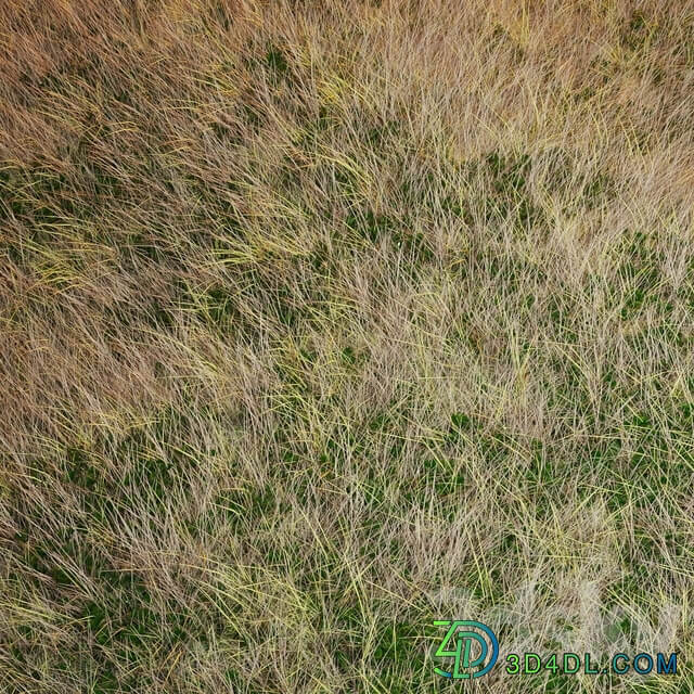 Autumn grass