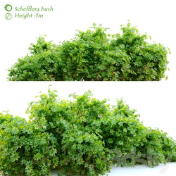 Schefflera bush 