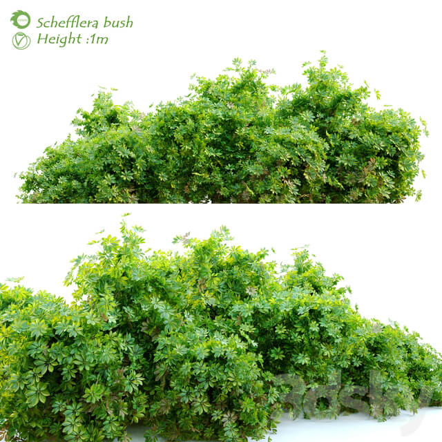 Schefflera bush