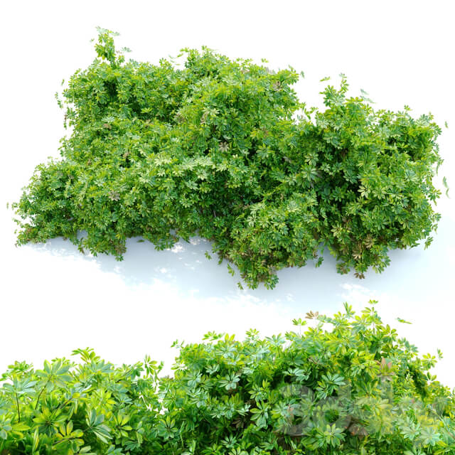 Schefflera bush