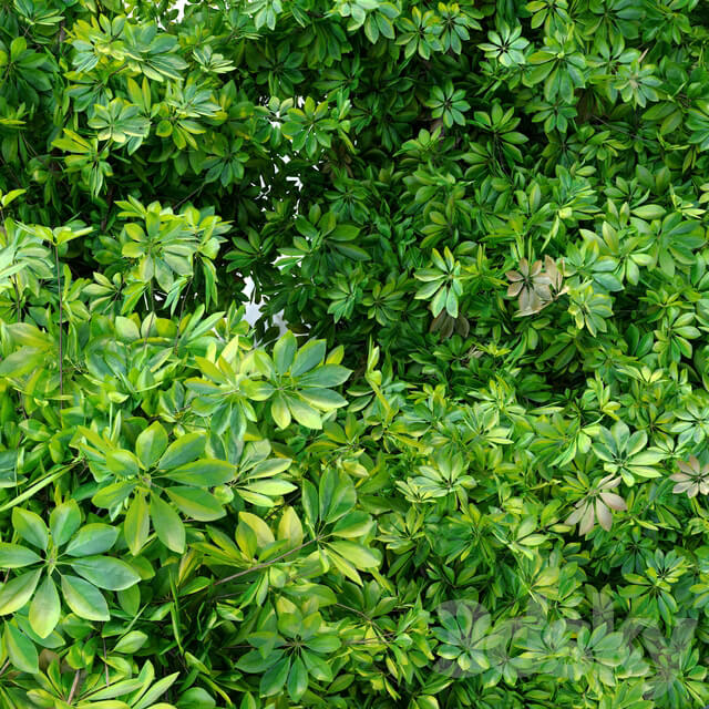 Schefflera bush