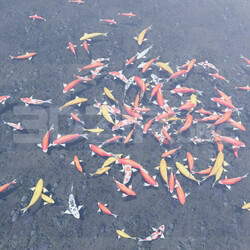 11294. 3D Model of Koi Aquarium For Download 