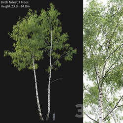 Birch forest part 7 23.8 24.8m  