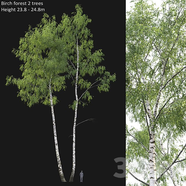 Birch forest part 7 23.8 24.8m 