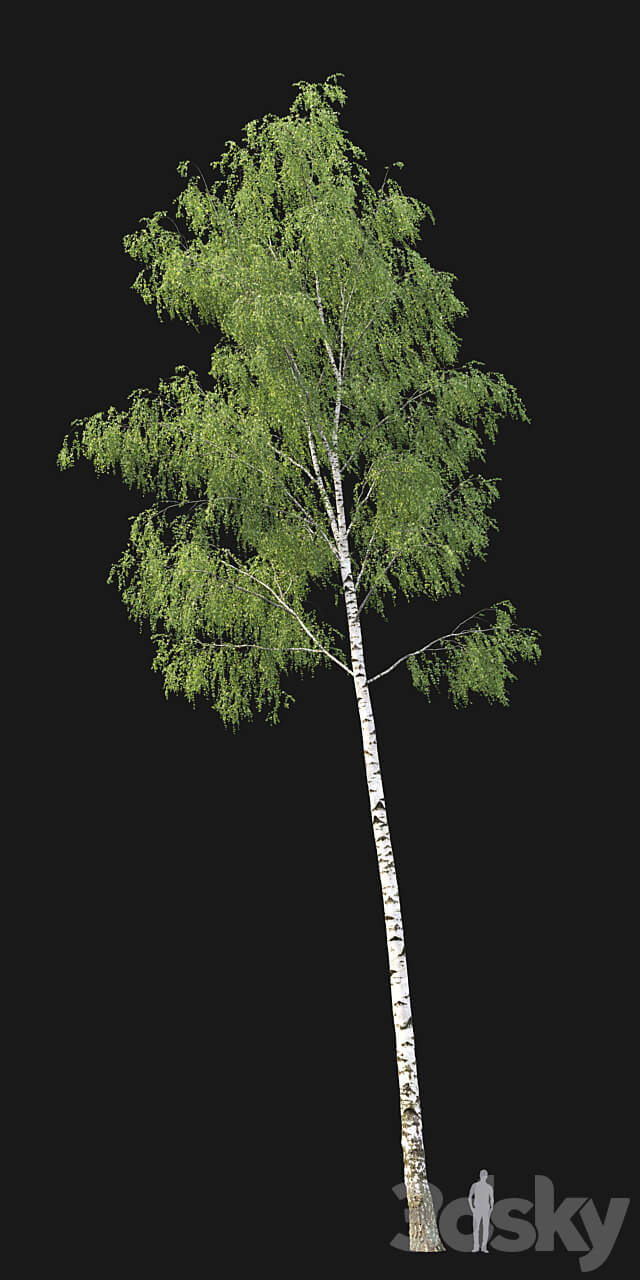 Birch forest part 7 23.8 24.8m 