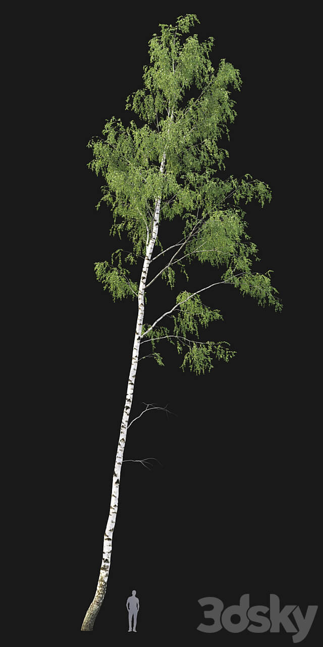 Birch forest part 7 23.8 24.8m 