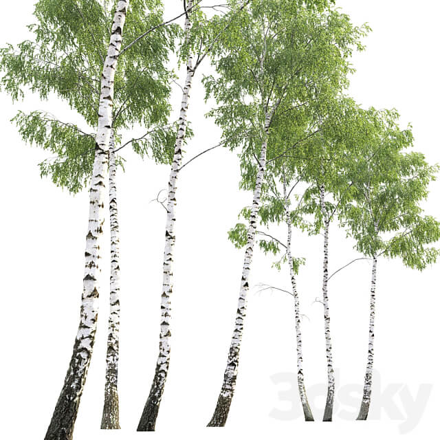 Birch forest part 7 23.8 24.8m 