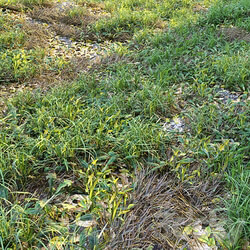 Meadow 2 
