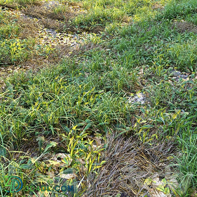 Meadow 2