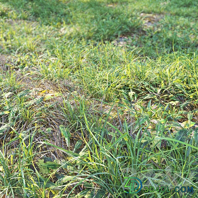 Meadow 2