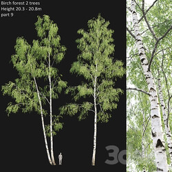 Birch forest part 9 