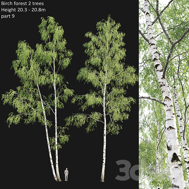 Birch forest part 9