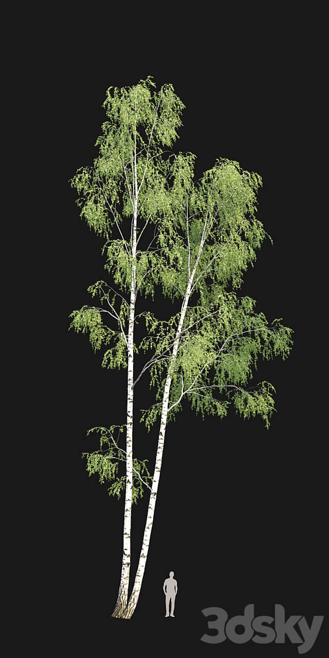 Birch forest part 9