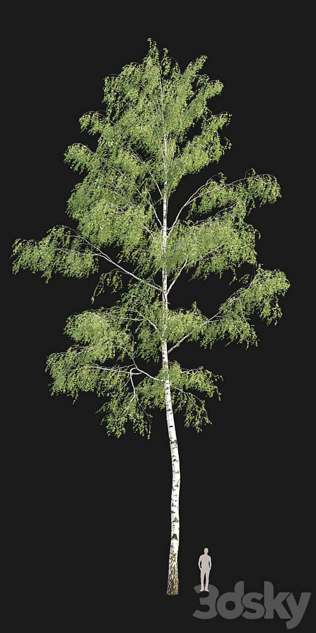 Birch forest part 9