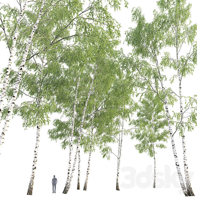 Birch forest part 9