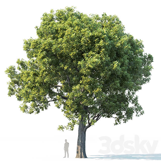 Common oak 2 H10 13m Three tree set