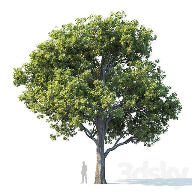 Common oak 2 H10 13m Three tree set
