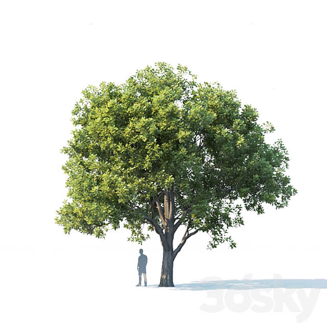 Common oak 2 H10 13m Three tree set