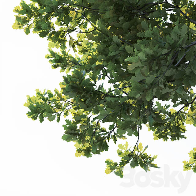 Common oak 2 H10 13m Three tree set