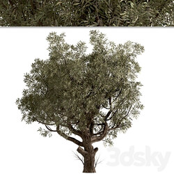 Set of Olive Trees Olea Europaea 2 Trees  
