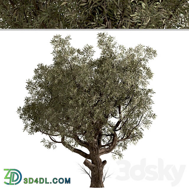 Set of Olive Trees Olea Europaea 2 Trees 