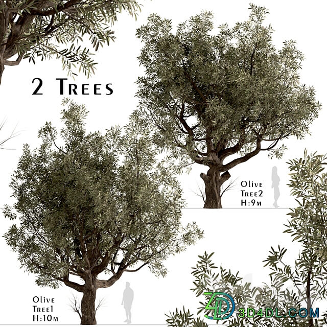 Set of Olive Trees Olea Europaea 2 Trees 