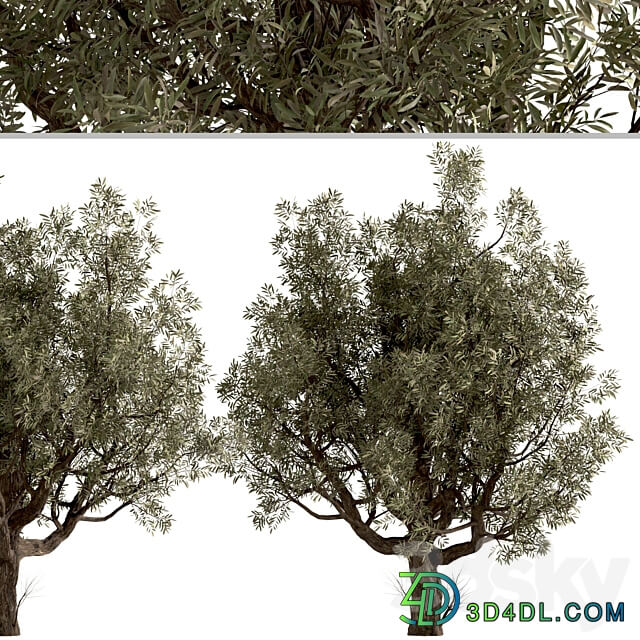 Set of Olive Trees Olea Europaea 2 Trees 