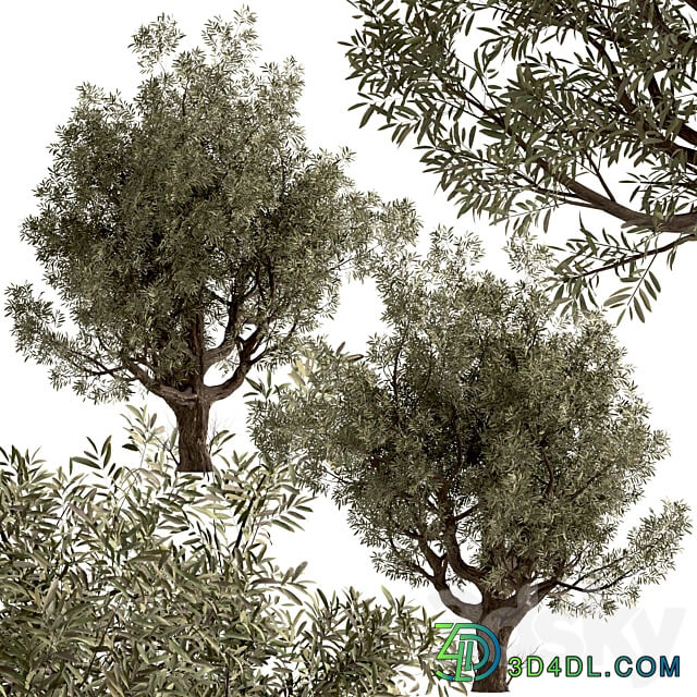 Set of Olive Trees Olea Europaea 2 Trees 