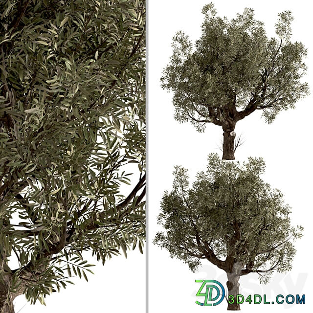 Set of Olive Trees Olea Europaea 2 Trees 