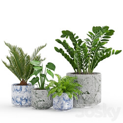 Houseplant 55 