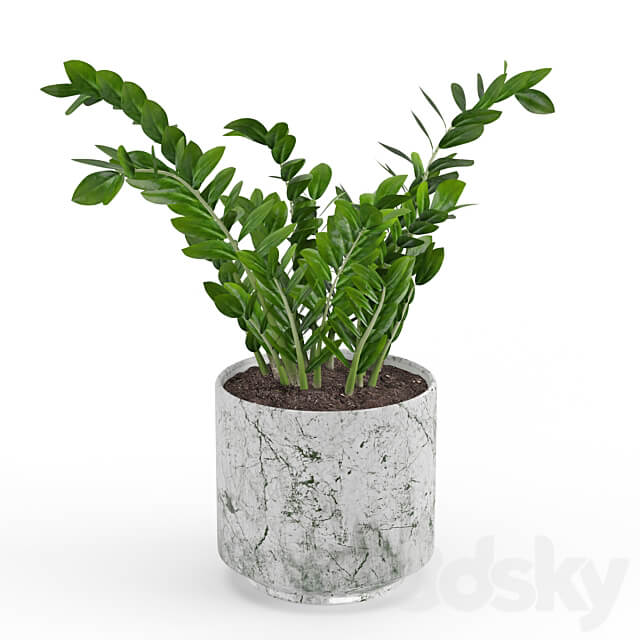 Houseplant 55