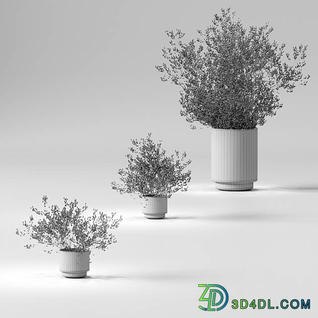 Dry plants set. 3 models